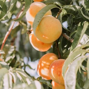 زردآلو! همه چیز درباره خواص این میوه تابستانی