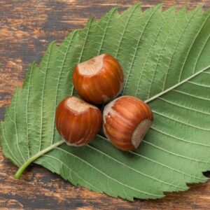 15 مورد از مهم ترین خواص و مضرات بلوط برای سلامتی 15 مورد از مهم ترین خواص و مضرات بلوط برای سلامتی