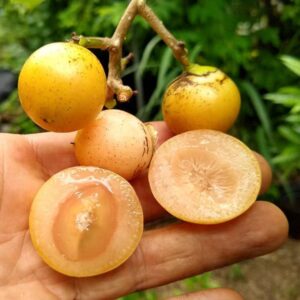 15 مورد از مهم ترین خواص و مضرات سه پستان برای سلامتی